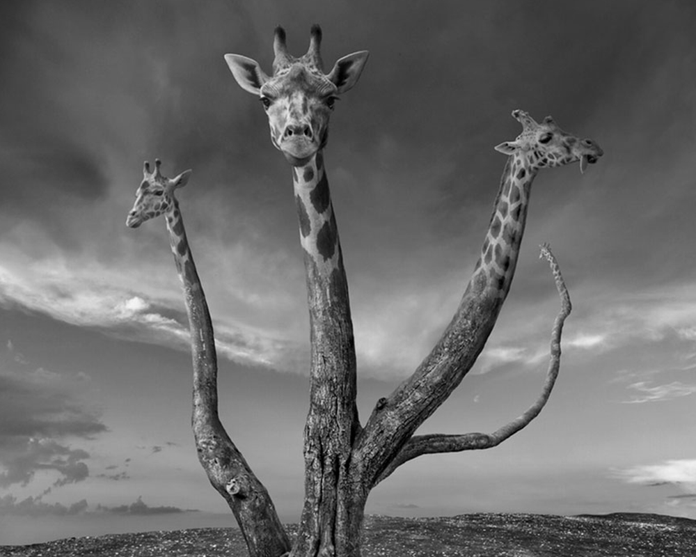 Photo description photo description