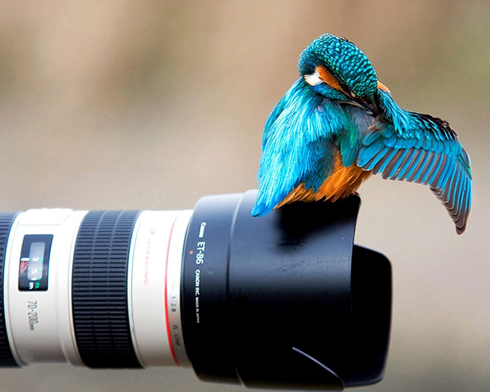 Photo description photo description